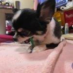我が家のチワワ全集!!Part12 〜ほのぼの〜