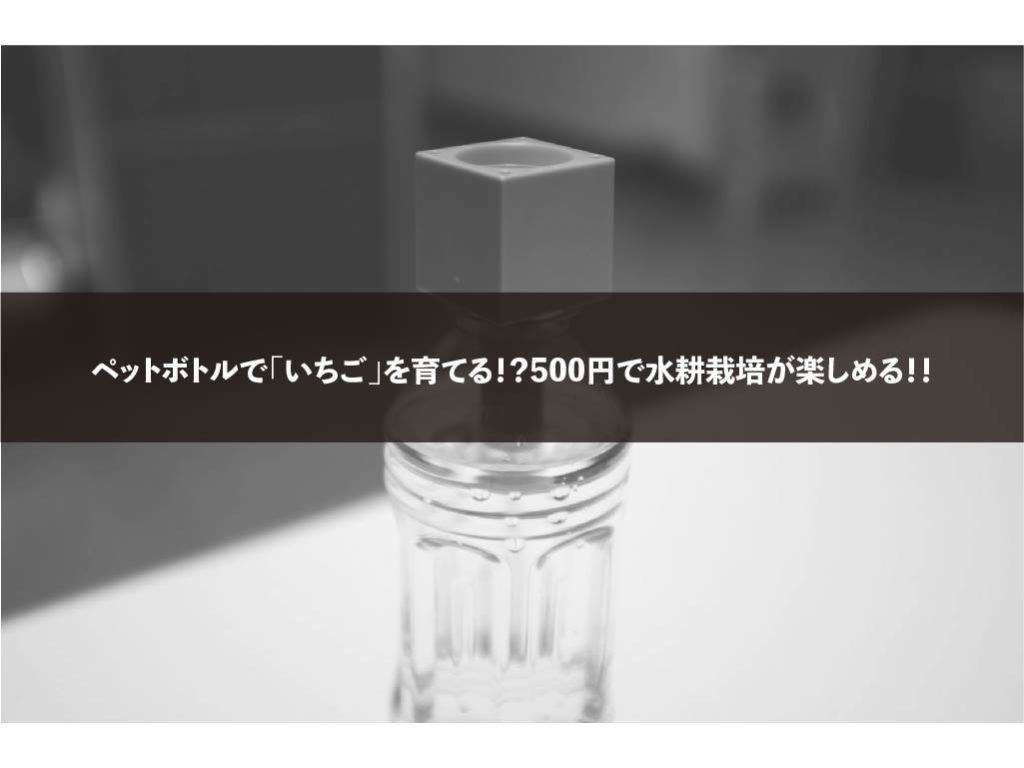 ペットボトルで いちご を育てる 500円で水耕栽培が楽しめる