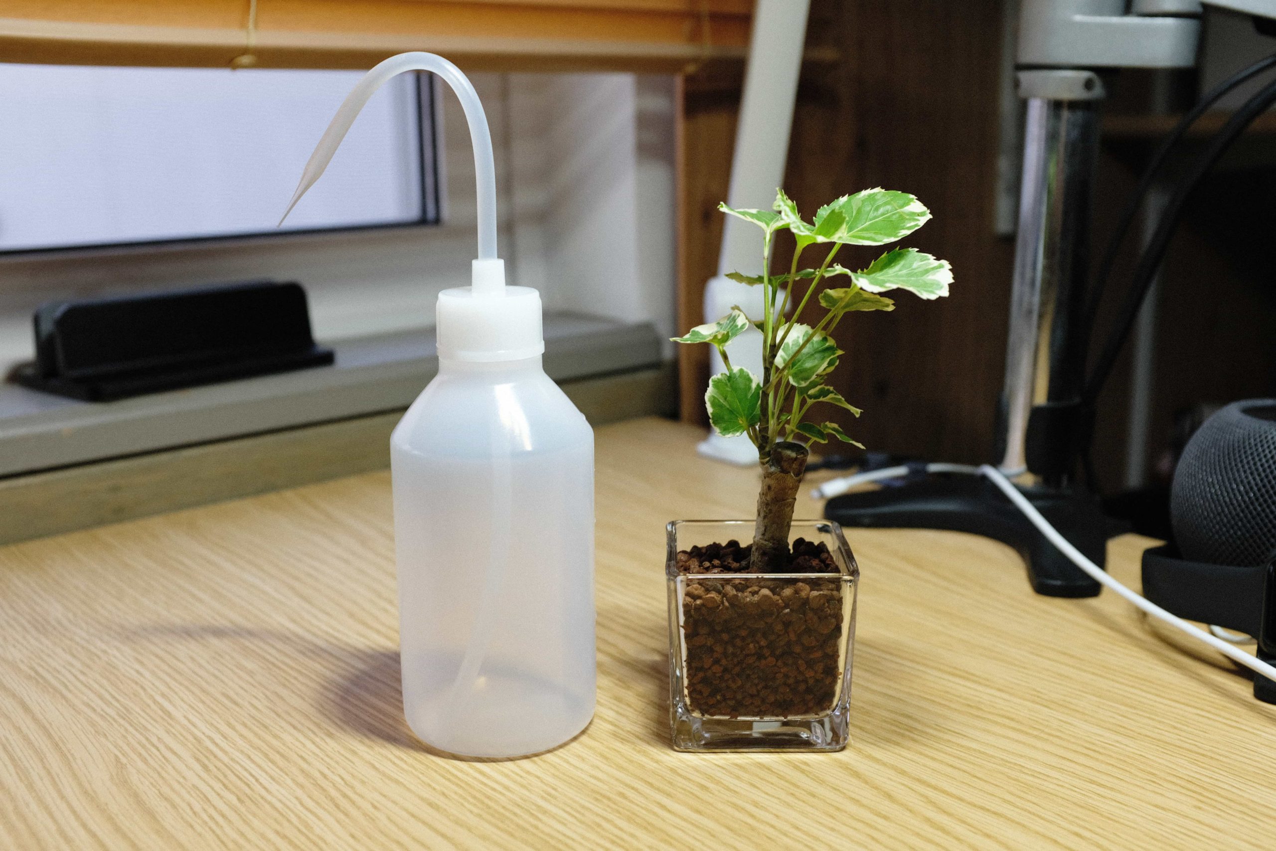 デスク用に無印良品の観葉植物を購入しました 緑があると